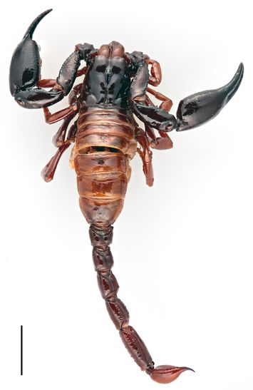 preview Scorpio (Chactas) fuchsii Berthold, 1846